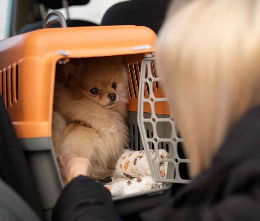 Hire Pet Transportation