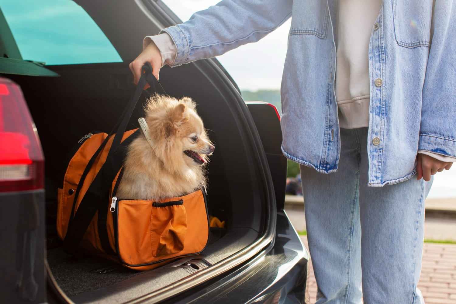 Transport Your Dog