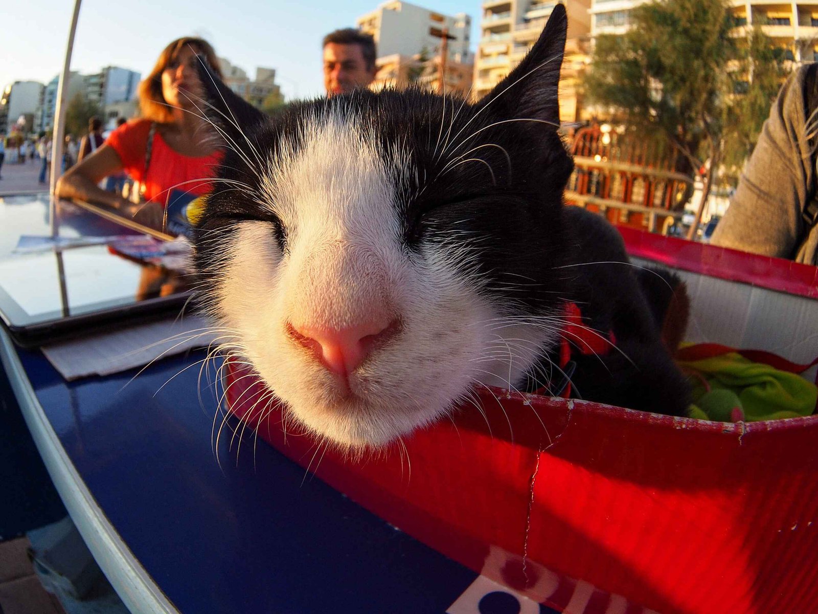 cats
