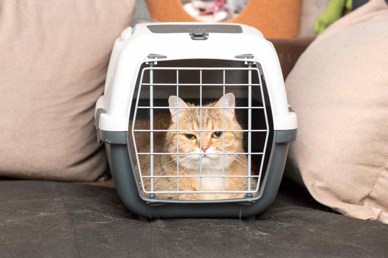 transport your cat to nternational