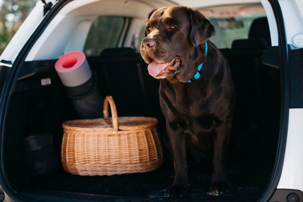 pet transport service
