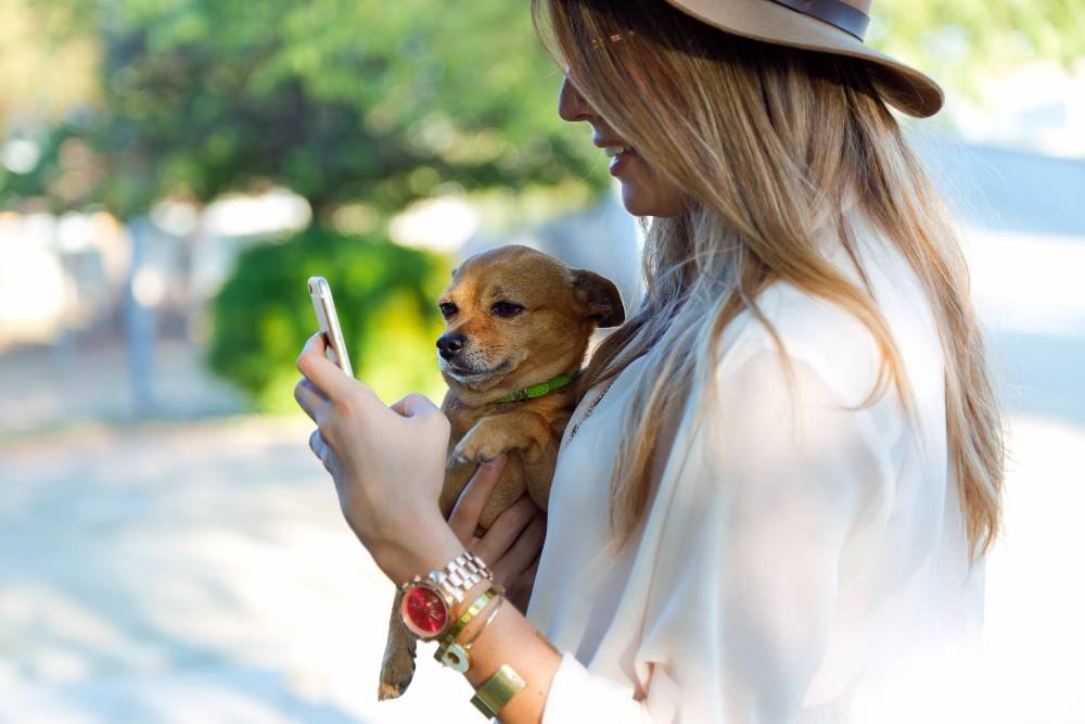 pet travel