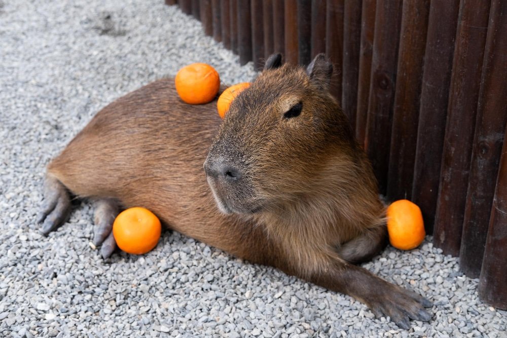 Capybara featured